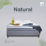 Nệm dầu cọ thiên nhiên Tonybed