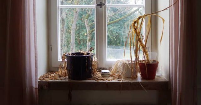 Tưới nước quá nhiều cho cây ở trong phòng ngủ cũng dễ gây mùi hôi