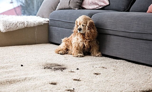 Thú cưng cũng là nguyên nhân khiến cho phòng ngủ của bạn có mụi khó chịu