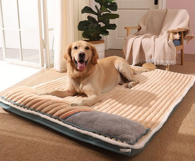 Cách Chọn Nệm Cho Chó Mèo Phù Hợp: Bí Quyết Từ Chuyên Gia Thú Y 1 Xac dinh kich thuoc phu hop khi mua nem cho cho meo